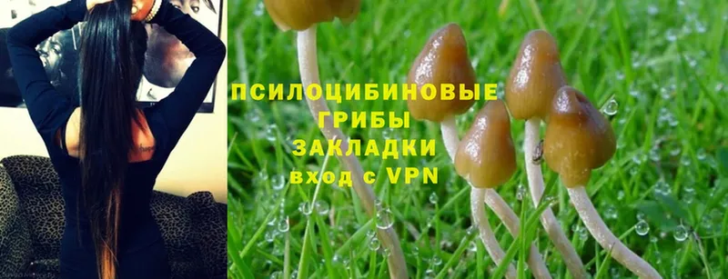 что такое наркотик  мега tor  Галлюциногенные грибы Psilocybine cubensis  Багратионовск 